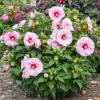 Hibiscus 'All Eyes On Me' Live Plant - Winter Hardy Perennial - 2.5x3.5 inch Pot - Image 1