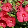 Hibiscus Moscheutos Starter Plant - Perennial, 2.5x3.5 inch Pot, Zone 5-9 - Image 1
