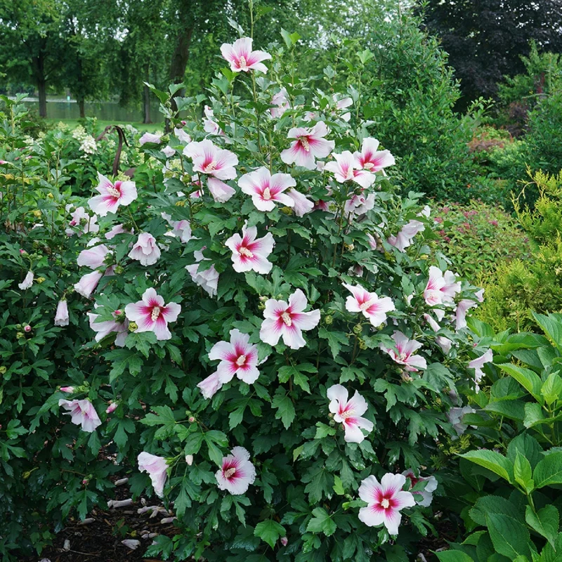 Hibiscus 'Paraplu Pink Ink' Live Plant - Starter 5-7 Inch - Pink/Red Blooms - Image 2