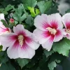 Hibiscus 'Paraplu Pink Ink' Live Plant - Starter 5-7 Inch - Pink/Red Blooms - Image 1