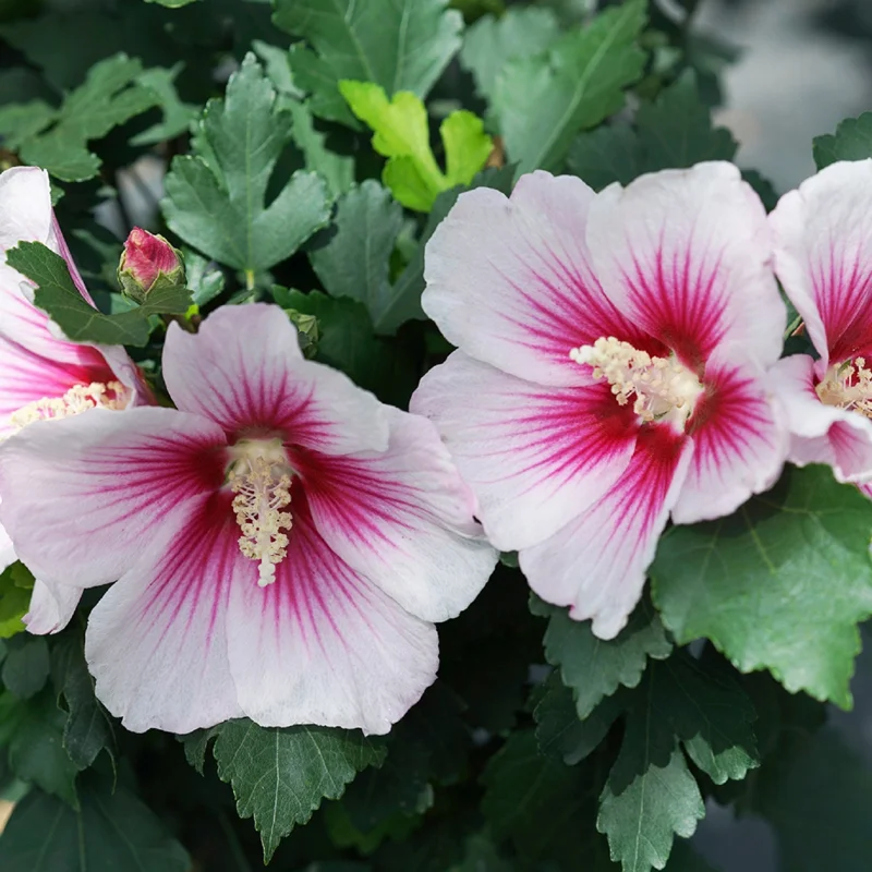 Hibiscus 'Paraplu Pink Ink' Live Plant - Starter 5-7 Inch - Pink/Red Blooms - Image 1