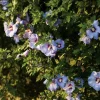 Hibiscus Syriacus Azurri Blue Satin - 5-7 Inch Starter Plant - Live Deciduous Shrub - Image 1