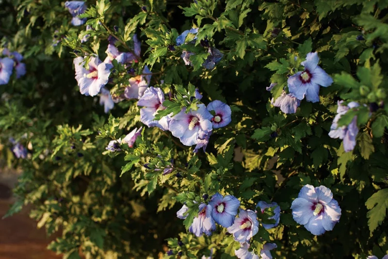 Hibiscus Syriacus Azurri Blue Satin - 5-7 Inch Starter Plant - Live Deciduous Shrub - Image 1