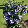 Hibiscus Syriacus 'Bluebird' Starter Live Plant – 6-10 Inch – Outdoor Shrub - Image 1