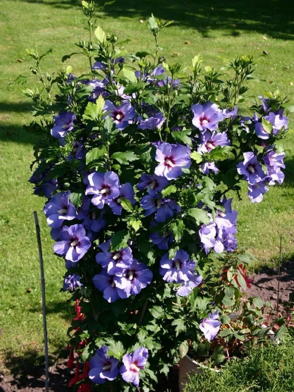 Hibiscus Syriacus 'Bluebird' Starter Live Plant – 6-10 Inch – Outdoor Shrub - Image 1