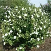 Hibiscus Syriacus 'Totus Albus' Live Plant - 4-6 Inch Starter White Rose of Sharon Shrub - Image 1