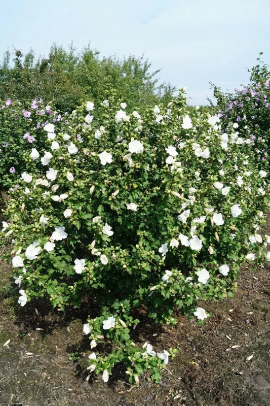 Hibiscus Syriacus 'Totus Albus' Live Plant - 4-6 Inch Starter White Rose of Sharon Shrub - Image 1
