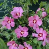 Hibiscus syriacus 'Woodbridge' Live Plant – Starter Size 4-6 Inch – Outdoor Shrub - Image 1