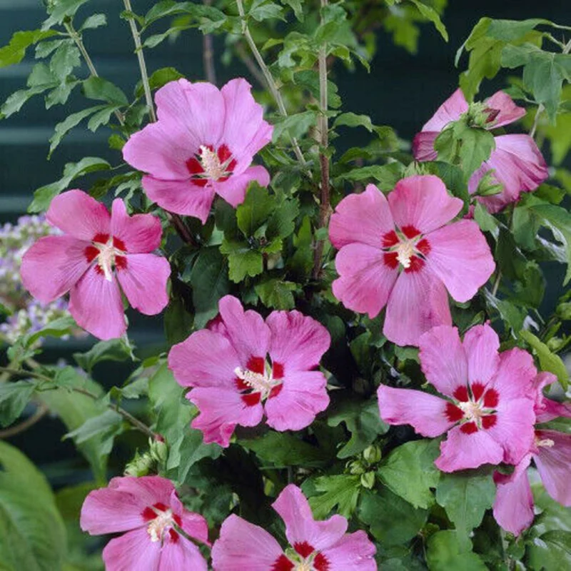 Hibiscus syriacus 'Woodbridge' Live Plant – Starter Size 4-6 Inch – Outdoor Shrub - Image 1