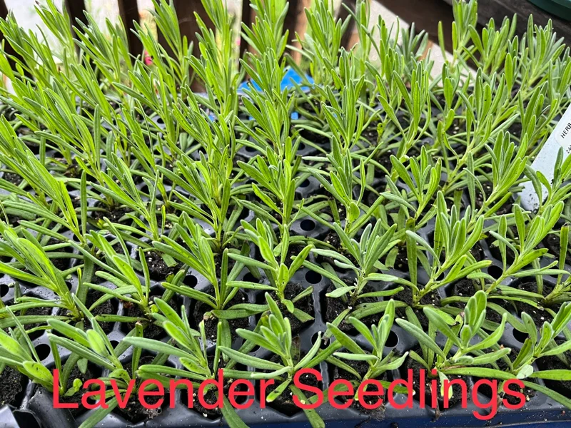 Hidcote Lavender Live Plant - Perennial Starter, 1" Plug, Culinary & Ornamental - Image 2