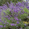 Hidcote Lavender Live Plant - Perennial Starter, 1" Plug, Culinary & Ornamental - Image 1