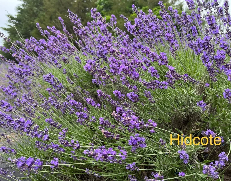 Hidcote Lavender Live Plant - Perennial Starter, 1" Plug, Culinary & Ornamental - Image 1