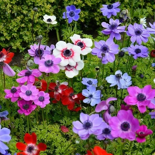 Himalayan Blue Poppy Flower Seeds - Meconopsis Betonicifolia - Perennial - Full Sun - Image 2