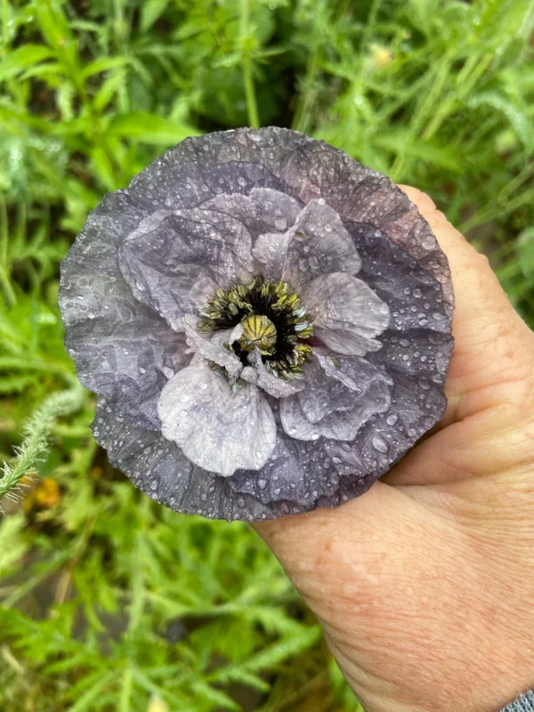 Himalayan Blue Poppy Flower Seeds - Meconopsis Betonicifolia - Perennial - Full Sun - Image 3