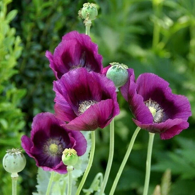 Himalayan Blue Poppy Flower Seeds - Meconopsis Betonicifolia - Perennial - Full Sun - Image 4