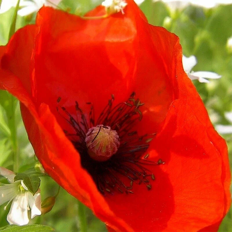 Himalayan Blue Poppy Flower Seeds - Meconopsis Betonicifolia - Perennial - Full Sun - Image 5
