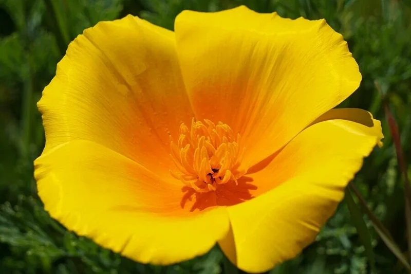 Himalayan Blue Poppy Flower Seeds - Meconopsis Betonicifolia - Perennial - Full Sun - Image 6