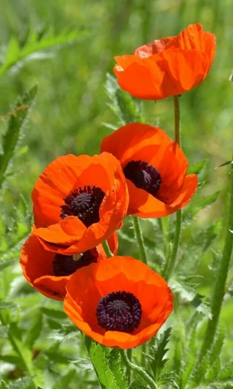 Himalayan Blue Poppy Flower Seeds - Meconopsis Betonicifolia - Perennial - Full Sun - Image 7