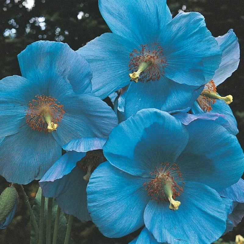 Himalayan Blue Poppy Flower Seeds - Meconopsis Betonicifolia - Perennial - Full Sun - Image 8
