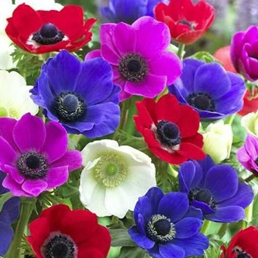 Himalayan Blue Poppy Flower Seeds - Meconopsis Betonicifolia - Perennial - Full Sun - Image 1