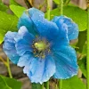 Himalayan Blue Poppy Seeds - Meconopsis Perennial Flowering - Easy Grow - 500 Seeds - Image 1