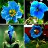 Himalayan Blue Poppy Seeds - Meconopsis Perennial Flower Seeds - 50000 Seeds - Image 1