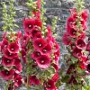 Hollyhock Flower Seeds - Summer Carnival Mix - 30+ Seeds - Perennial Outdoor - Image 1