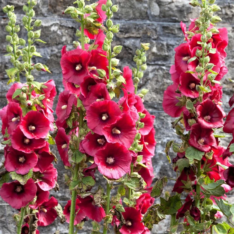 Hollyhock Flower Seeds - Summer Carnival Mix - 30+ Seeds - Perennial Outdoor - Image 1