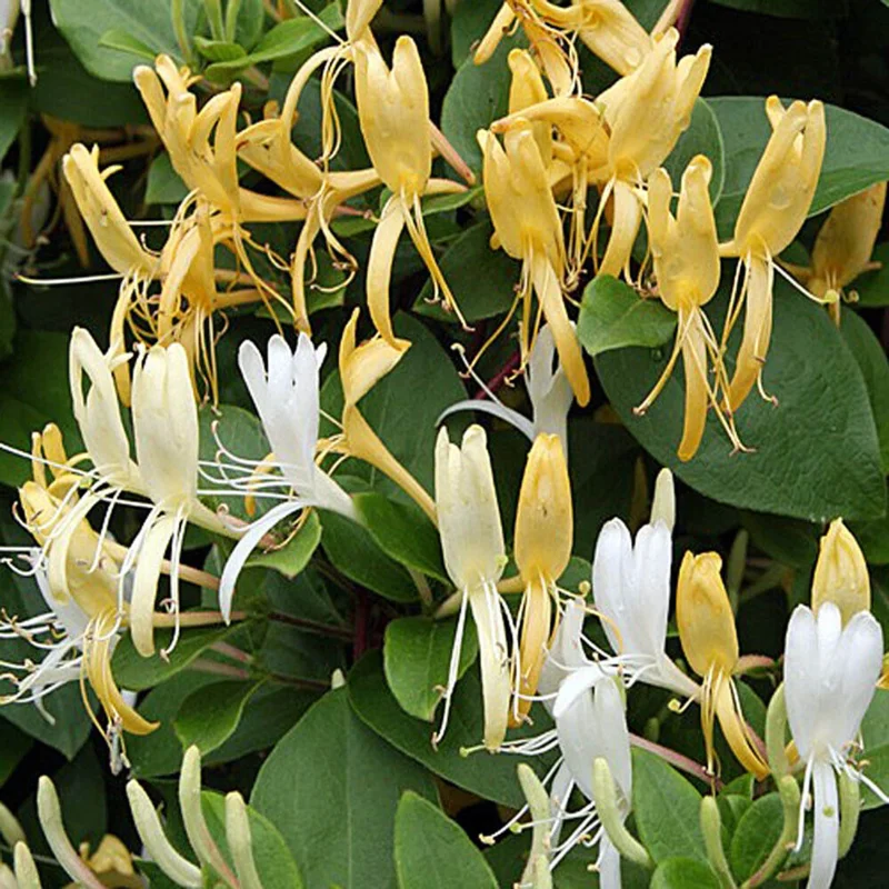 Honeysuckle Vine Starter Plant Lonicera Perennial 6-10 Inch Tall - Image 1