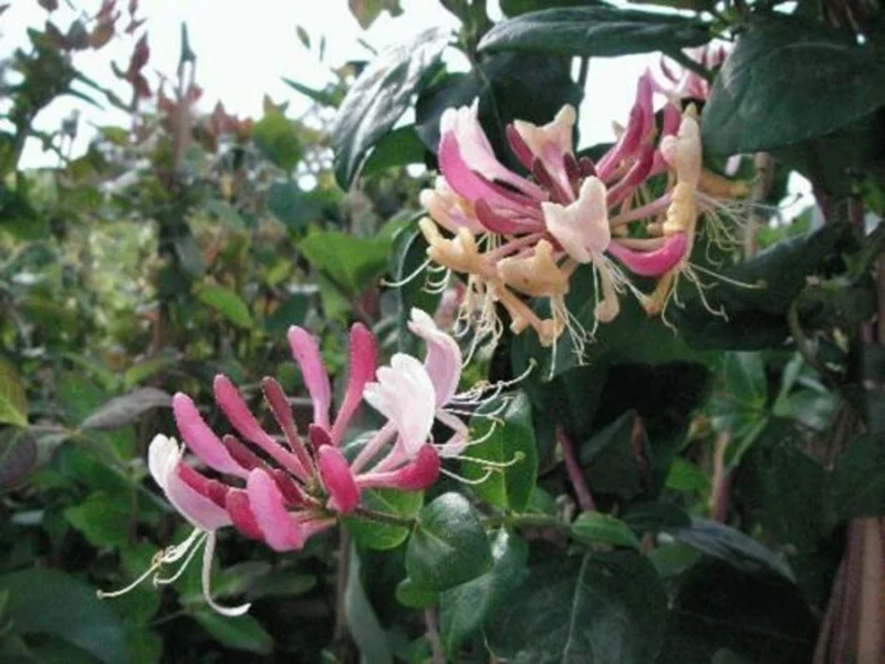 Honeysuckle Vine Starter Plant Lonicera Perennial 6-10 Inch Tall - Image 2