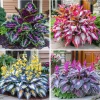Hosta Seeds – 160+ Perennial Outdoor Shade Garden Planting Seeds – Purple Flowering - Image 1