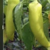 Hot Banana Pepper Live Plants - Pack of 3 Hot Chili Pepper Plants - Image 1
