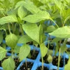 Hot Hungarian Wax Pepper Live Plants - 3 Pack, 15,000 SHU, 75 Days Old, Vegetable - Image 1