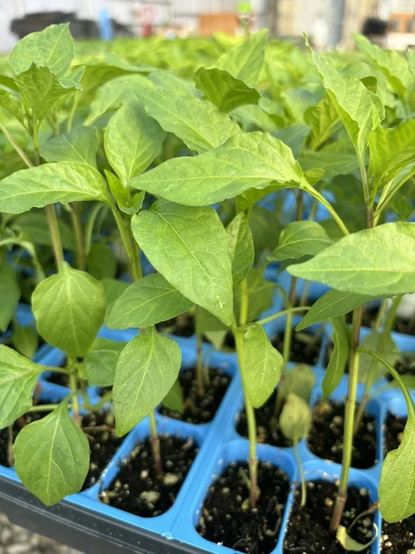 Hot Hungarian Wax Pepper Live Plants - 3 Pack, 15,000 SHU, 75 Days Old, Vegetable - Image 1