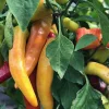 Hot Hungarian Wax Pepper Live Plants - Set of 3 Chili Pepper Plants - Image 1