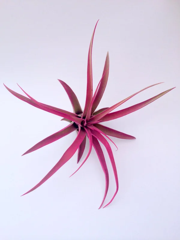 Hot Pink Capitata Air Plant (Tillandsia) Live Plant – 4-7 inch – Indoor Terrarium - Image 2