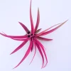 Hot Pink Capitata Air Plant (Tillandsia) Live Plant – 4-7 inch – Indoor Terrarium - Image 1