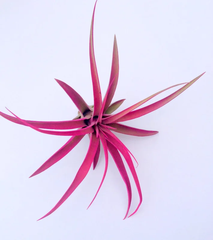 Hot Pink Capitata Air Plant (Tillandsia) Live Plant – 4-7 inch – Indoor Terrarium - Image 1