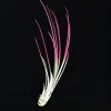 Hot Pink Juncea Air Plant Live Tillandsia - 4-7 inch Indoor Terrarium Plant - Image 1
