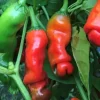 Hot Red Peter Pepper Live Plants - Organic Chili Peppers - Pack of 3 - Image 1