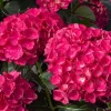 Hydrangea 'Akadama' Live Plant - Pink Flowers, 6 Inch Starter, Zone 6-9 - Image 1