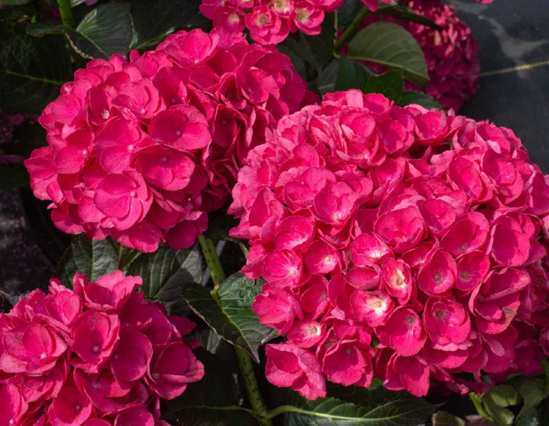 Hydrangea 'Akadama' Live Plant - Pink Flowers, 6 Inch Starter, Zone 6-9 - Image 1