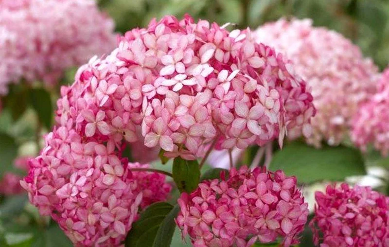 Hydrangea Arborescens Live Plant – 5-8 Inch Starter – White/Cream Flowers – Outdoor Shrub - Image 2
