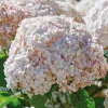Hydrangea Arborescens Live Plant – 5-8 Inch Starter – White/Cream Flowers – Outdoor Shrub - Image 1