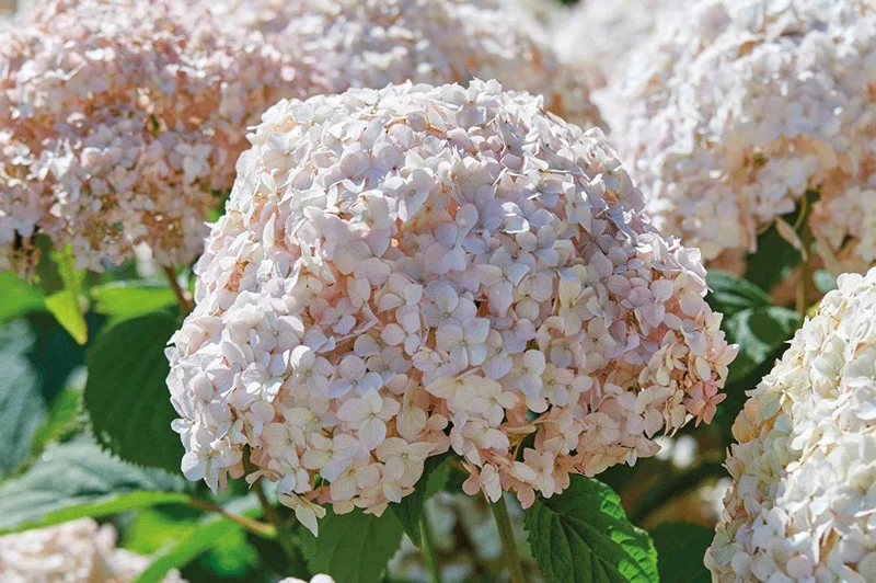 Hydrangea Arborescens Live Plant – 5-8 Inch Starter – White/Cream Flowers – Outdoor Shrub - Image 1