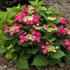 Hydrangea 'Cherry Explosion' Live Plant – Lacecap – 3-5 Inch – Outdoor Shrub - Image 1