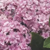 Hydrangea 'Double Down' Starter Plant - Pink Mophead Flowers, 3-5 Inch, Outdoor Shrub - Image 1