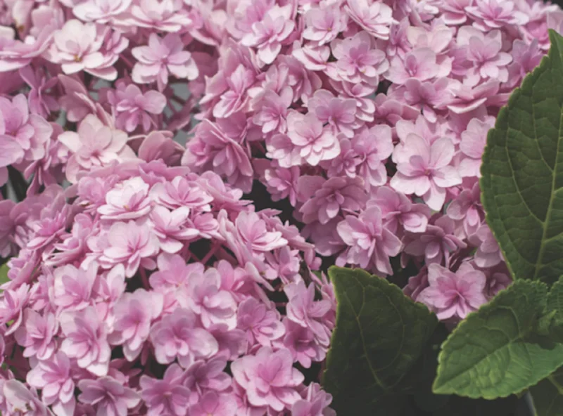 Hydrangea 'Double Down' Starter Plant - Pink Mophead Flowers, 3-5 Inch, Outdoor Shrub - Image 1