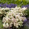 Hydrangea 'Early Evolution' Live Plant - 6-8 Inch Starter Shrub, Outdoor - Image 1