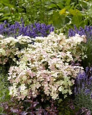 Hydrangea 'Early Evolution' Live Plant - 6-8 Inch Starter Shrub, Outdoor - Image 1